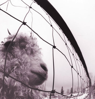 Pearl Jam - Vs. (Clear Vinyl)